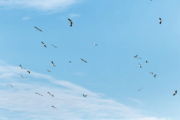 Aves — Fotografia de Stock