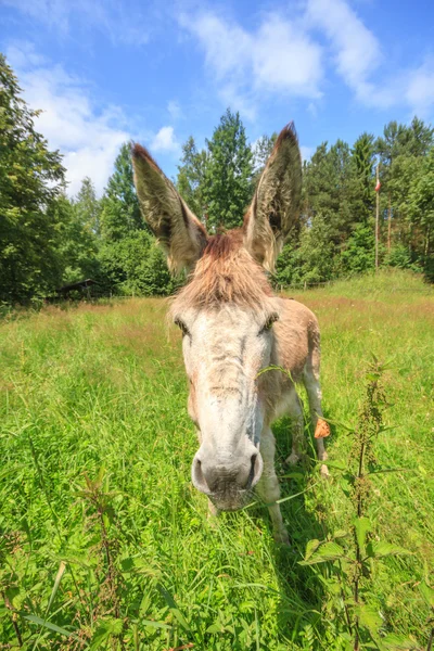 Burro. — Foto de Stock