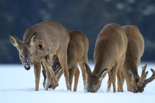 Rehwild — Stockfoto