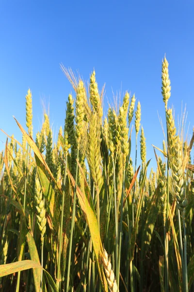 Wheat — Stock Photo, Image