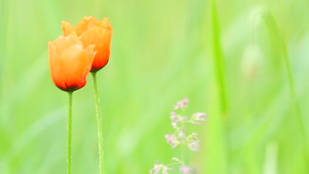 Orangene Tulpen im Gras — Stockvideo