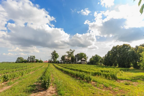 Landwirtschaftlicher Bereich — Stockfoto