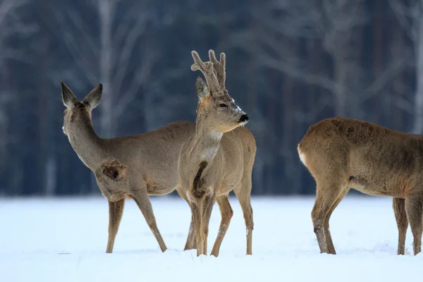 Rehwild — Stockfoto