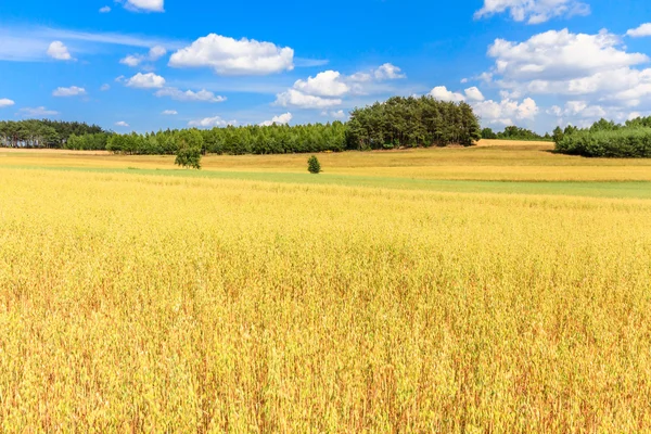 Agricultural field — Stock Photo, Image