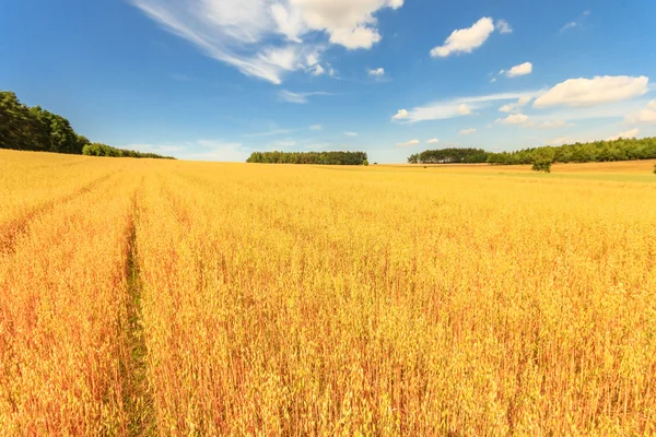 Agricultural field — Stock Photo, Image