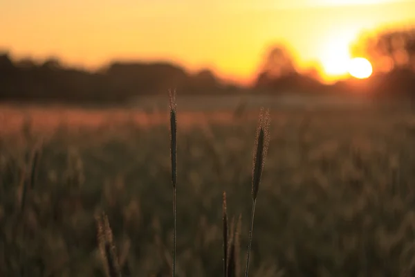 Zemědělská pole — Stock fotografie