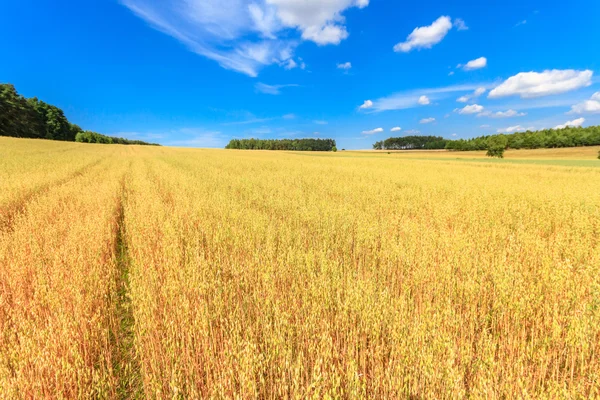 Settore agricolo — Foto Stock