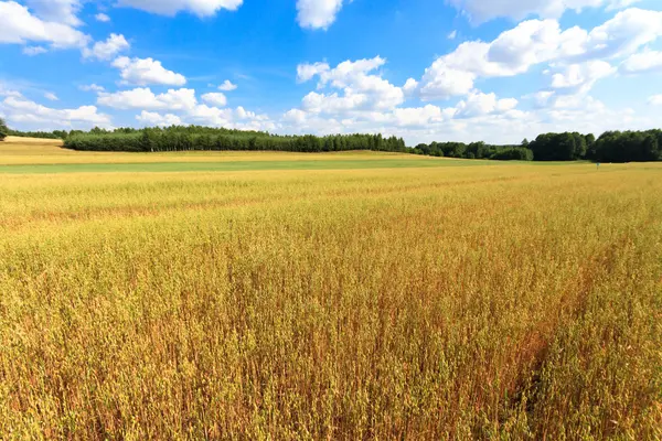 Agricultural field — Stock Photo, Image