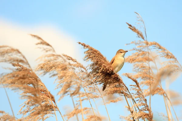 Vogel — Stockfoto