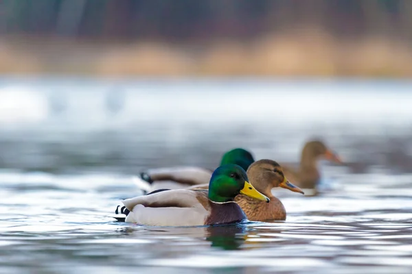 Bird — Stock Photo, Image