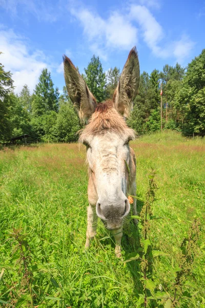 Burro. — Foto de Stock