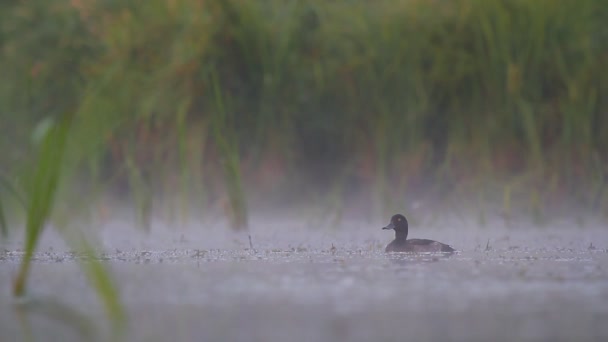 Schwarze Ente im Wasser — Stockvideo