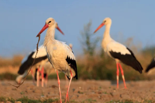 Storks on field — Stock Photo, Image