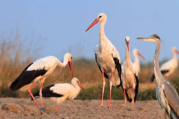 Storks  in a field — Stock Photo, Image