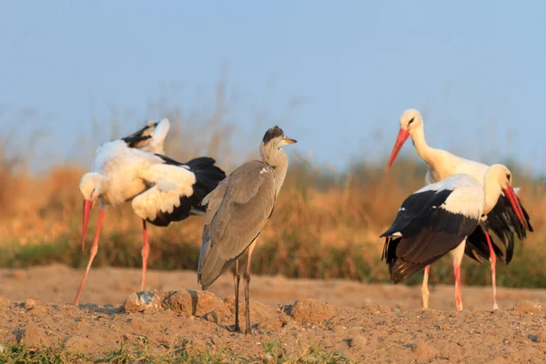 Storks  in a field — Zdjęcie stockowe