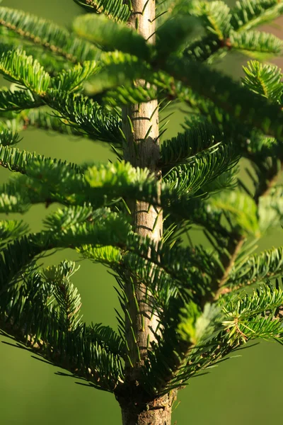 Wild plant — Stock Photo, Image