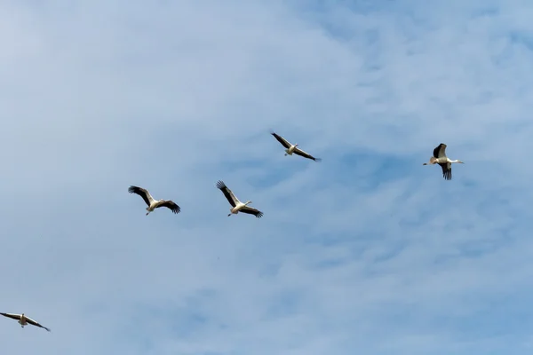 Many birds flying in the sky — Stock Photo, Image