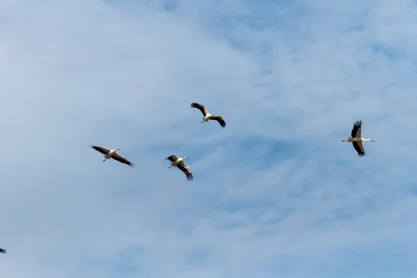 Many birds flying in the sky — Stock Photo, Image