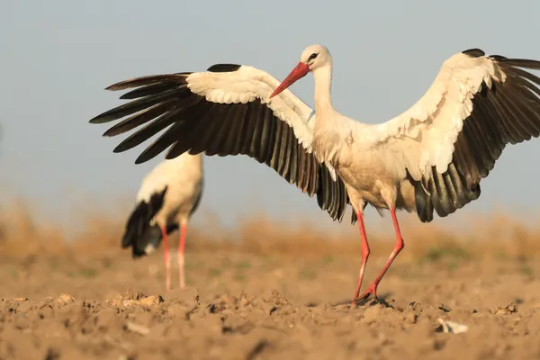 Storch — Stockfoto