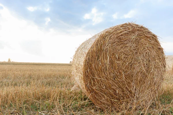 Agricultural field — Stock Photo, Image