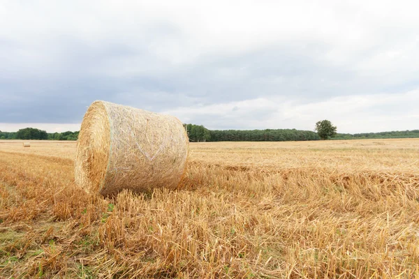 Landwirtschaftlicher Bereich — Stockfoto