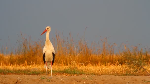 Storks  in a field — Wideo stockowe