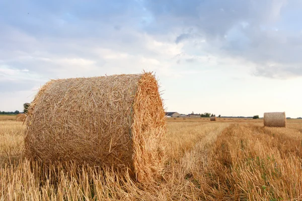 Landwirtschaftlicher Bereich — Stockfoto