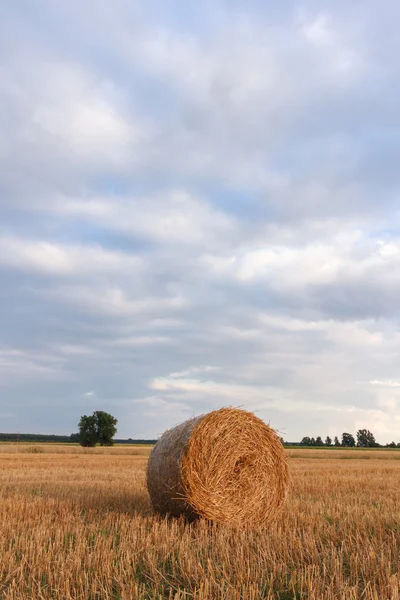 Landwirtschaftlicher Bereich — Stockfoto