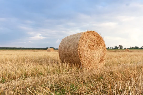 Agricultural field — Stock Photo, Image