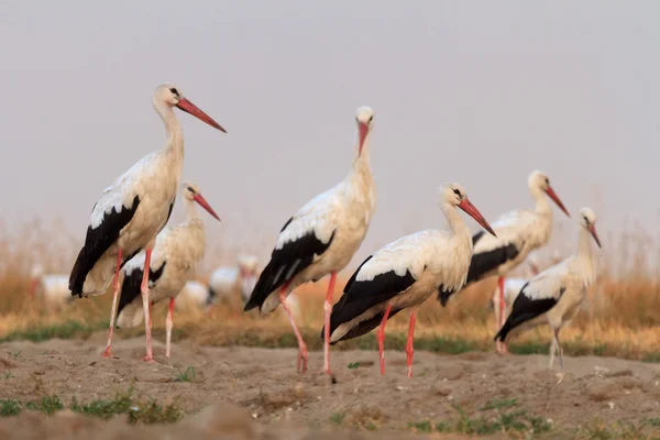 Cicogne in un campo — Foto Stock