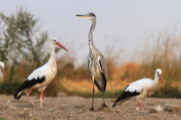 Storks  in a field — Zdjęcie stockowe