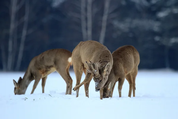 Rehwild — Stockfoto