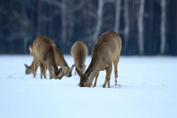 Rehwild — Stockfoto