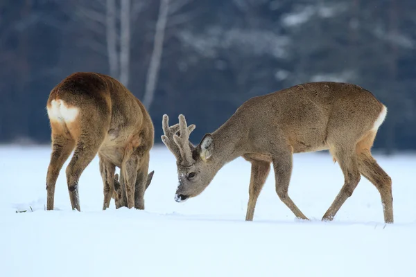 Roe herten — Stockfoto