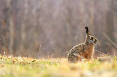 Cute grey hares clipart