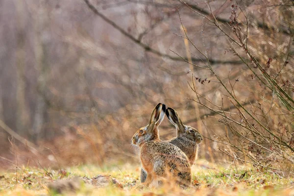 可爱的灰色野兔 — 图库照片