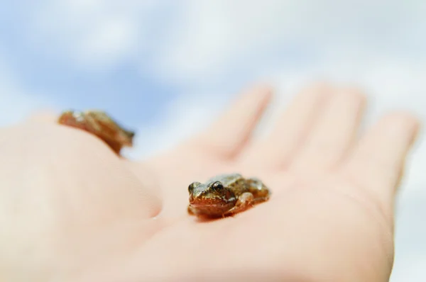 한 손에 작은 개구리 — 스톡 사진