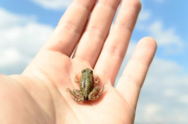 Маленькая лягушка под рукой — стоковое фото