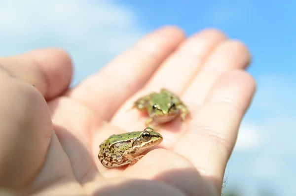 Small frogs on a hand — Stock Photo, Image