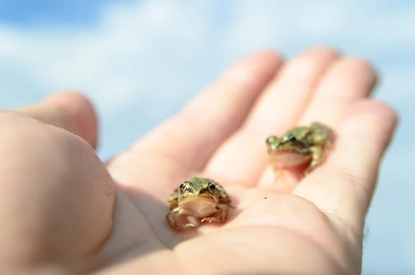 Små grodor på en hand — Stockfoto
