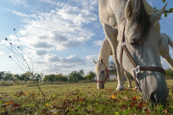 Lovak a mezőn — Stock Fotó