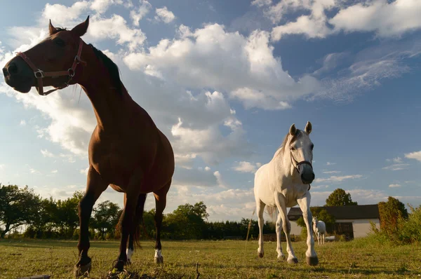 Chevaux dans un champ — Photo