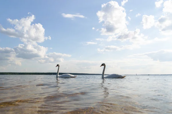 Cisne sobre el agua azul del lago — Foto de Stock