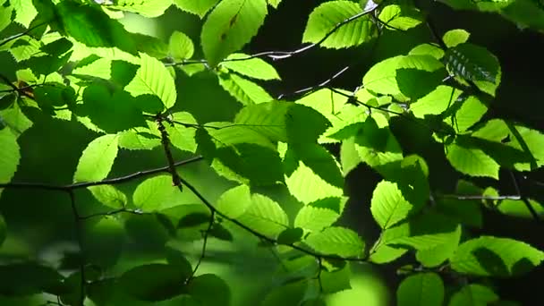 Bosque con árboles verdes — Vídeo de stock