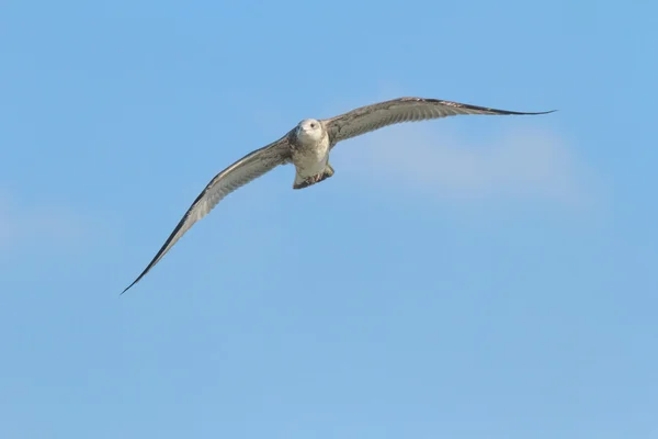 Uccello selvatico — Foto Stock