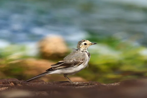 Wild bird — Stock Photo, Image