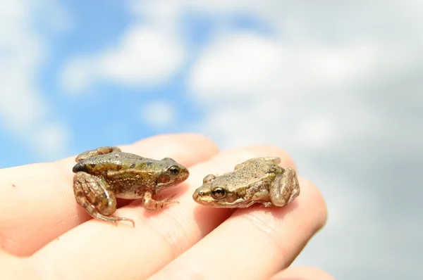 Malé žáby na ruku — Stock fotografie