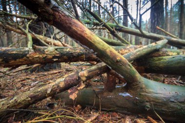 Yeşil orman ormanda,