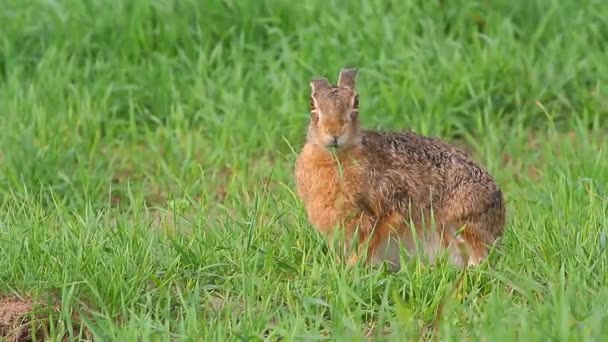 Cute hare — Stock Video