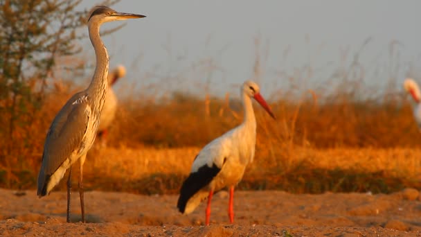 Storks  in a field — Wideo stockowe